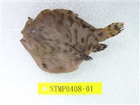藏品(條紋躄魚)的圖片